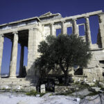Olijf op de Akropolis