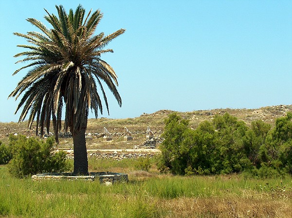 Palm van Delos - Odyssee
